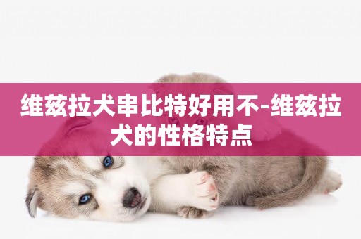 维兹拉犬串比特好用不-维兹拉犬的性格特点